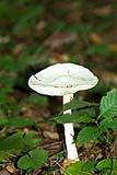 Mushroom Vermont 2016
